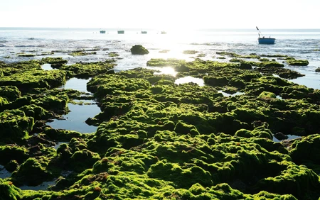 Trải nghiệm vẻ đẹp cánh đồng rong biển ở Khánh Hòa