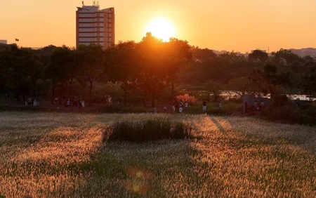 Check-in cánh đồng cỏ lau săn Mặt Trời 'trứng muối' ở TP HCM