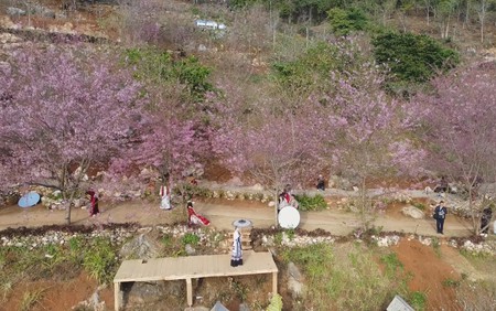 Đưa Mộc Châu trở thành điểm đến hấp dẫn của vùng Tây Bắc