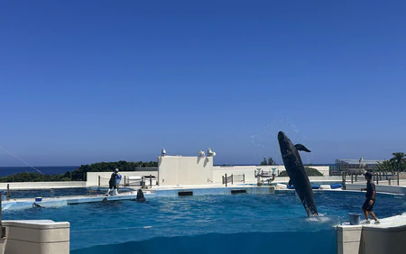 Vũ điệu cá heo giữa biển trời Okinawa - Nhật Bản