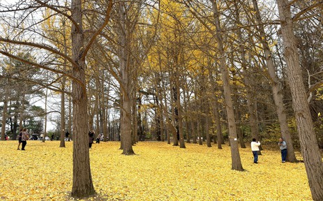 Chiều cuối Thu ở rừng bạch quả cổ thụ Ginkgo Grove, bang Virginia