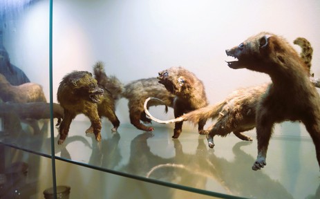 Trải nghiệm "thế giới thu nhỏ" của Khu dự trữ sinh quyển Pù Huống