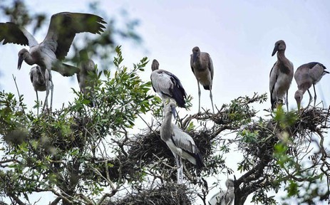 Hình ảnh cảm nhận “sống hài hòa với thiên nhiên và phát triển bền vững”