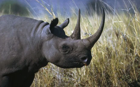 Namibia xây dựng khu bảo tồn tê giác đen lớn nhất thế giới