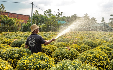 Vì một miền quê đáng sống: Giữ hồn Xuân làng hoa Cái Mơn