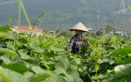  Phát triển su su Tam Đảo thành nông sản thế mạnh
