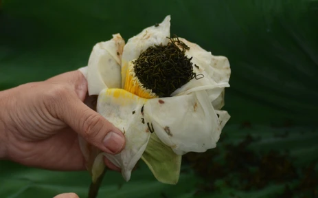 Nét văn hóa độc đáo của trà sen xứ Huế
