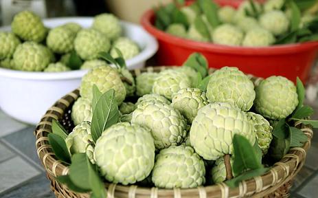 Ngọt lành mùa na chín dưới chân Tam Đảo