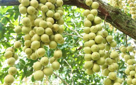 Mùa dâu Hạ Châu ở Cần Thơ