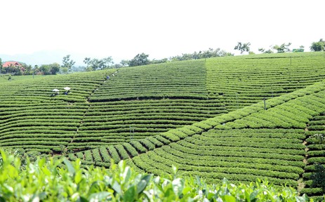 Chiêm ngưỡng những đồi chè đẹp nức tiếng ở Thái Nguyên