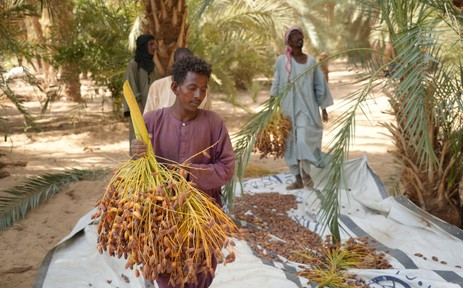 Mùa thu hoạch chà là tại Sudan