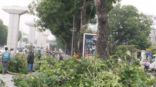 Chuyện Hà Nội: Chia tay những hàng cây