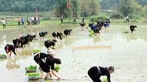 Đến Lễ hội Lồng Tồng xem thi cấy lúa