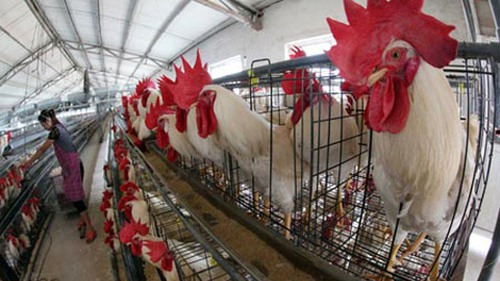 Phát hiện virus cúm gia cầm H7N7 tại Hà Lan