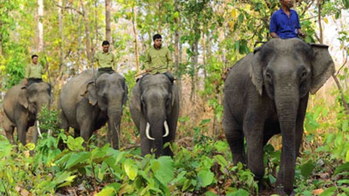 Dự án 85 tỷ, vẫn bất lực nhìn voi chết