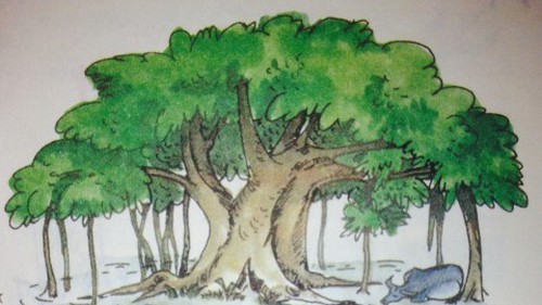 Hỏi cây bao nhiêu tuổi?