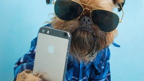 Khi động vật 'tự sướng'