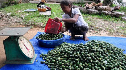 Thương lái ồ ạt thu mua trái cau non tại Tiền Giang