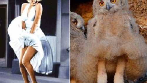 'Cô cú' nổi như cồn vì giống... Marilyn Monroe 'tốc váy'