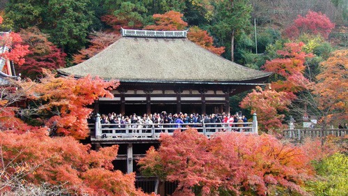 Chùm ảnh du lịch: Cố đô Kyoto vào Thu đẹp không sao tả xiết