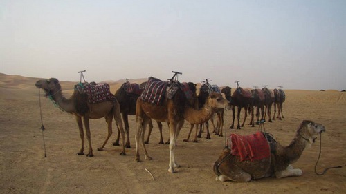 Chùm ảnh du lịch: Cưỡi lạc đà trên sa mạc Sahara