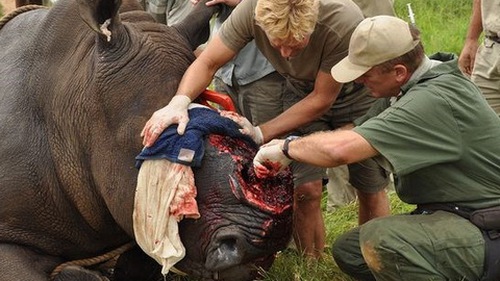 1.200 tê giác bị giết, trong khi Nam Phi lại bỏ lệnh cấm buôn bán sừng