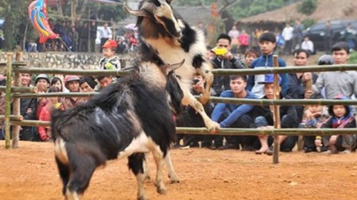 VIDEO: Tuyên Quang độc đáo lễ hội chọi dê