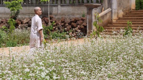 Ngôi chùa tràn ngập hoa tam giác mạch ở xứ hoa Đà Lạt