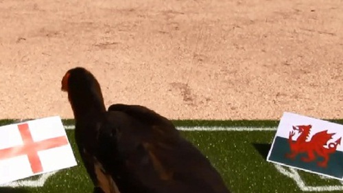 Chim 'tiên tri' Nelson dự đoán trận Anh thắng Wales, Đức hạ Ba Lan