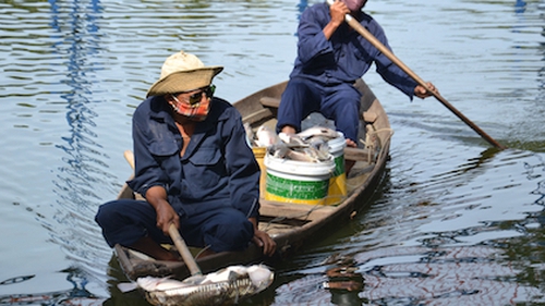 Cá chết hàng loạt ở Đà Nẵng, đang xác định nguyên nhân