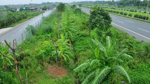 Hà Nội 'cắt' kinh phí về cây xanh: Tiếp tục tham khảo ý kiến nhân dân