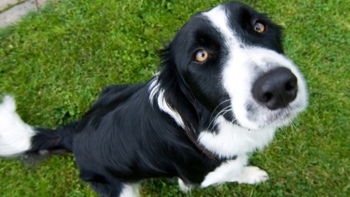 Chó có khả năng phát hiện ung thư vú