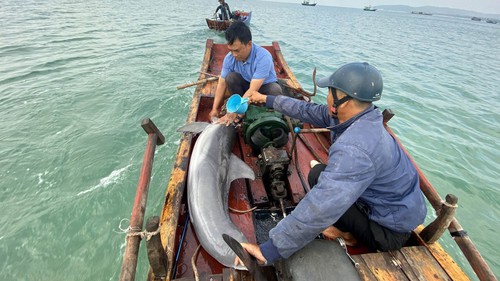 Giải cứu cá heo mắc cạn trên biển Cô Tô