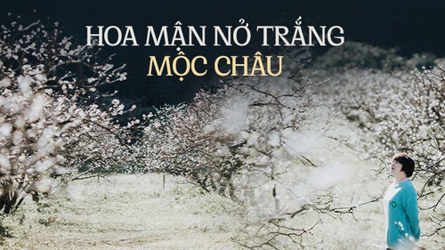 Về Mộc Châu ngắm hoa mận nở trắng trời, người bản địa tiết lộ bí quyết để có bức hình đẹp