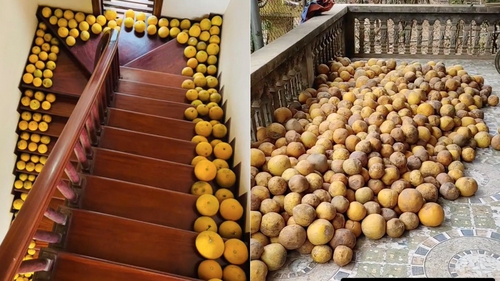 Cảnh tượng ở nhiều gia đình miền Bắc ngày Tết: Bưởi chất khắp nơi khiến ai cũng choáng ngợp và lý do thú vị phía sau