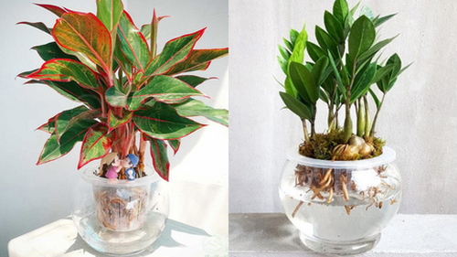 5 loại cây mang ý nghĩa tài lộc và phú quý, đầu năm nên mua về chưng để thu hút Thần Tài 