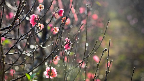 Chào tuần mới: Tết có qua nhanh?