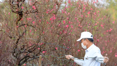 Hình ảnh làng đào Nhật Tân, Hà Nội rộn ràng vào vụ Tết