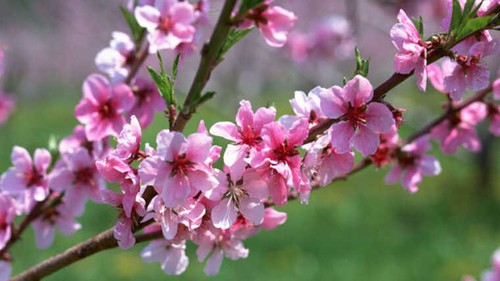 Những món quà ý nghĩa dịp Tết Nguyên đán dành tặng ông bà, bố mẹ 