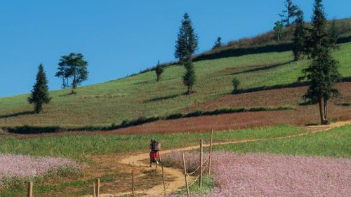 Check in thảo nguyên Suôi Thầu, vùng đất cổ tích tựa châu Âu thu nhỏ nơi địa đầu Tổ quốc