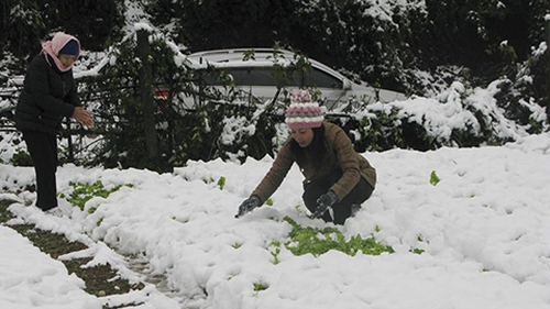Vùng núi Bắc Bộ rét hại