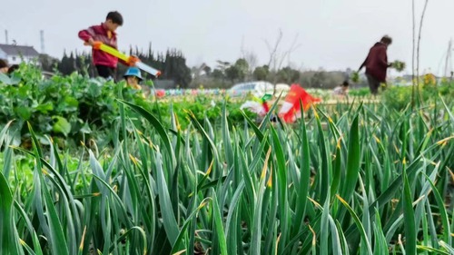 Trào lưu mới ở Trung Quốc: Dân đô thị ra ngoại thành thuê đất để trồng rau