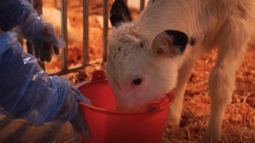 Nhân bản thành công 'siêu bò' có thể sản xuất 18 tấn sữa mỗi năm