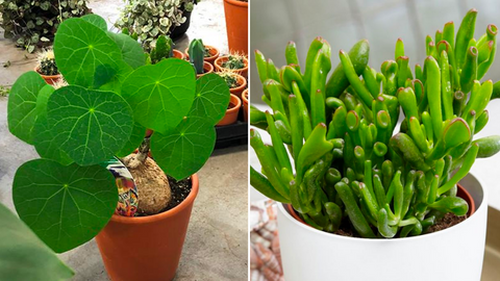 Người giàu cực chuộng 5 cây cảnh này, chưng trong nhà để hút may mắn