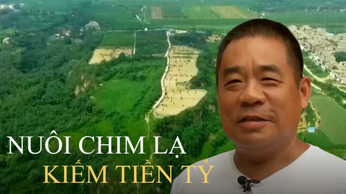 Người đàn ông làm giàu từ ‘chim cao 2m’, giá một con đã 34 triệu: Khi người khác thua lỗ vẫn có sáng kiến 'lội ngược dòng' kiếm 24 tỷ đồng/năm