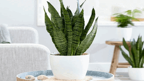 4 loài cây vừa có ý nghĩa phong thủy tốt đẹp vừa dùng làm thuốc chữa bệnh