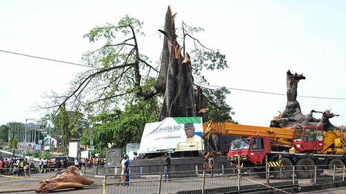 Cây cổ thụ mang tính biểu tượng trong nhiều thế kỷ của Sierra Leone bị đổ