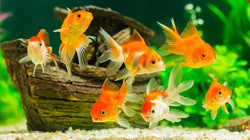 Ngẫm ngợi cuối tuần: Lửng lơ con cá vàng