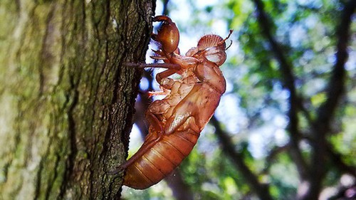 Ve sầu thời cổ đại 'trầm lặng' hơn ngày nay