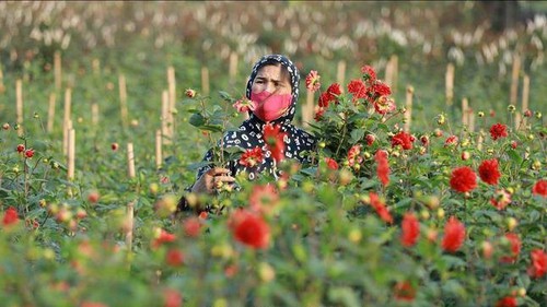 Làng hoa Hà Nội tấp nập chuẩn bị đón Xuân